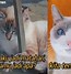 Siapa Yg Kasihan Melihat Kucing Ini Part 2 Sub Indo Bilibili